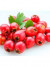 Сухой водорастворимый напиток (экстракт) - Сибирские ягоды